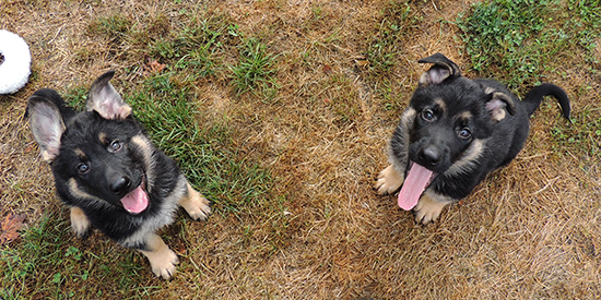 Bara Hurican Blue collar Turq Collar males 7.5 wks 2