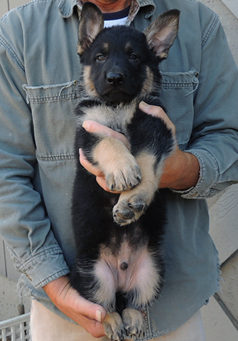 Bara Hurican J Litter Blue collar male 7 wks