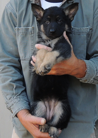 Bara Hurican J Litter Female Purple collar 7 wks