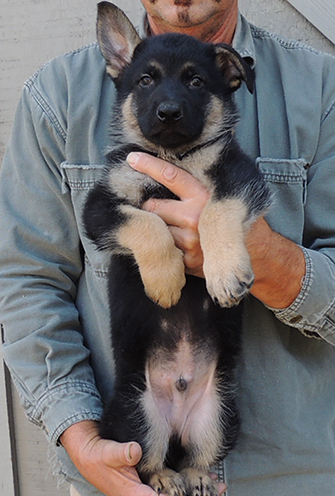 Bara Hurican J Litter Turquoise collar male 7 wks