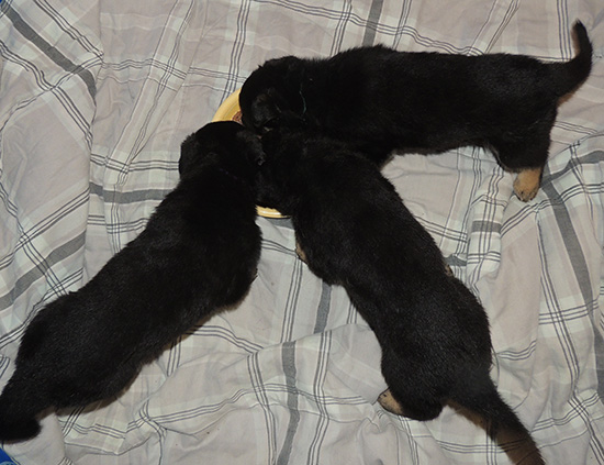 Bara Hurican Litter 4.5 wks 2