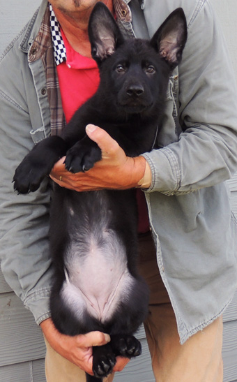 Bara Lord Black Pink collar female 11 wks