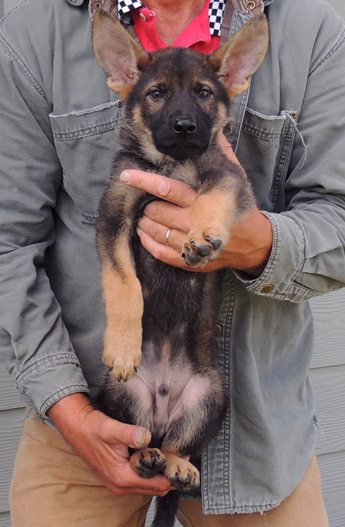 Bara Lord Black sable Green collar male 11 wks