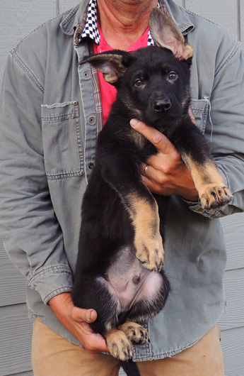 Bara Lord BiColor lt blue collar male 11 wks