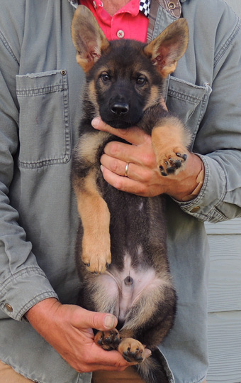 bara Lord Royal blue collar blk sable male 11 wks