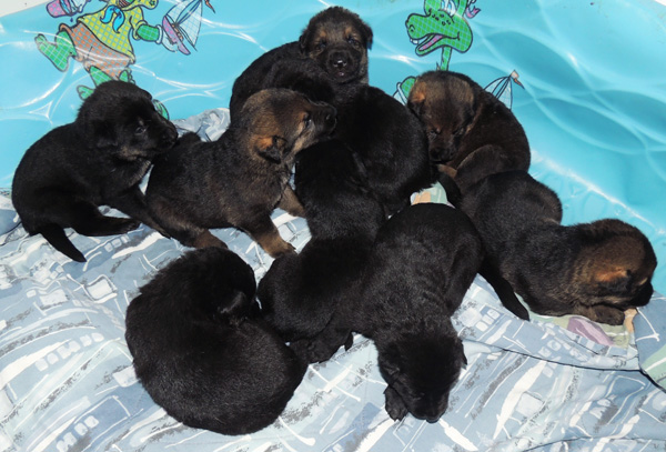 Bara Lord pups 2.5 wks 3