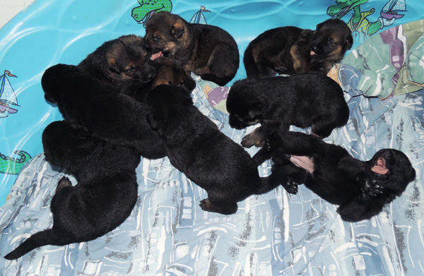 Bara Lord pups 2.5 wks 1