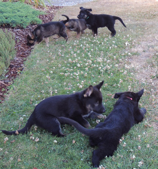 Bara Lord pups 6 wks 4