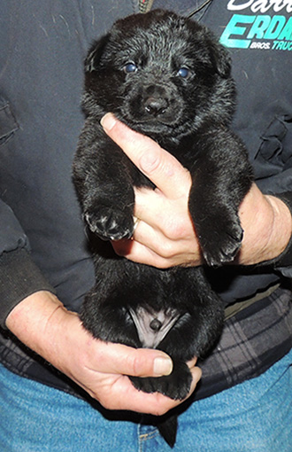 Bara Norbo DL Blk Male Royal blue collar 3 wks