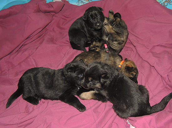 Bara Norbo DL Y Litter 19 days 3