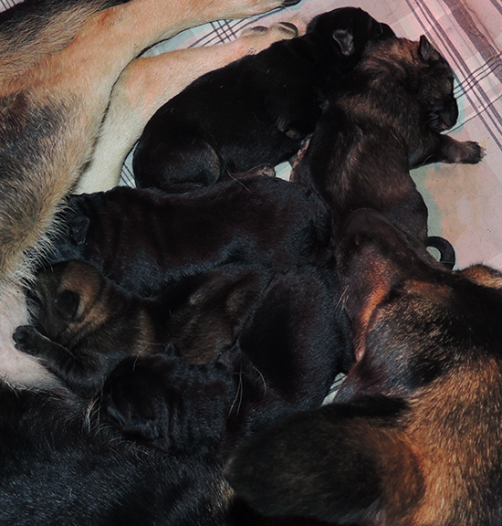 Bara x norbo Den Lu Litter at 5 days old