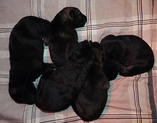 Bara x Norbo Den Lu Litter 5 days old