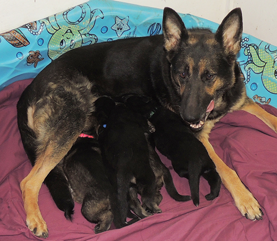 Bara Norbo Den Lu Y Litter 19 days