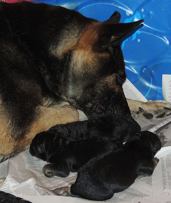 Bara Hurican J Litter Newborns 2