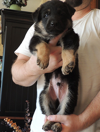 bara Hurican Royal Blue collar male 4.5 wks