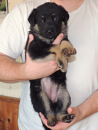 Bara Hurican Purple collar female 4.5 wks