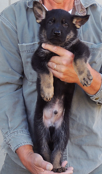 Bara Lord Bicolor Lime collar male 6 wks