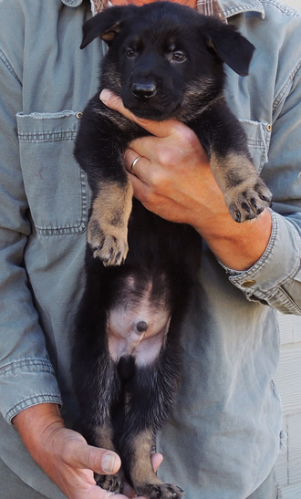 bara Lord BiColor Lt Blue Male 6 wks