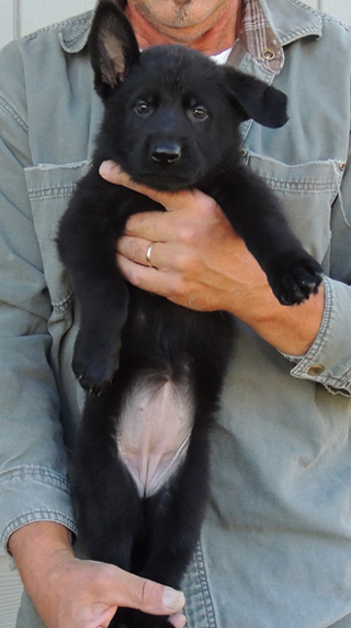 Bara Lord black female pink collar 6 wks