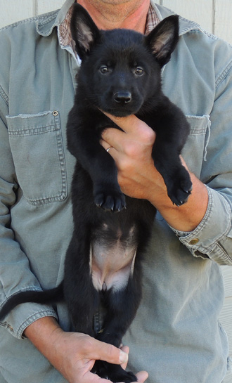 Bara Lord Black female red collar 6 wks