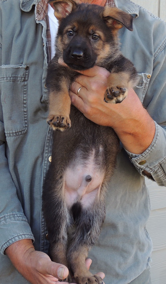 bara Lord Black collar sable male 6 wks