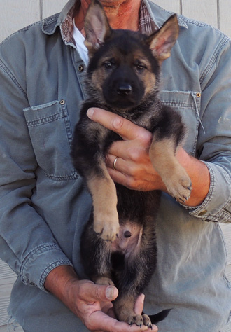 Bara Lord Green collar sable male 6 wks