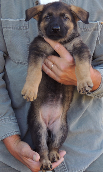 bara Lord Orange collar sable female 6 wks