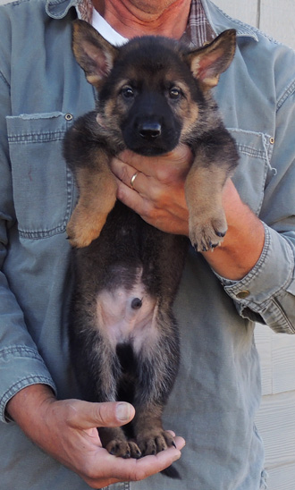 Bara Lord Royal blue collar sable male 6 wks