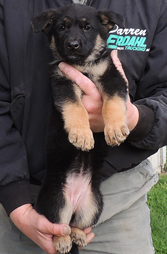 Bara Norbo DL Blk tan fe 8 wks