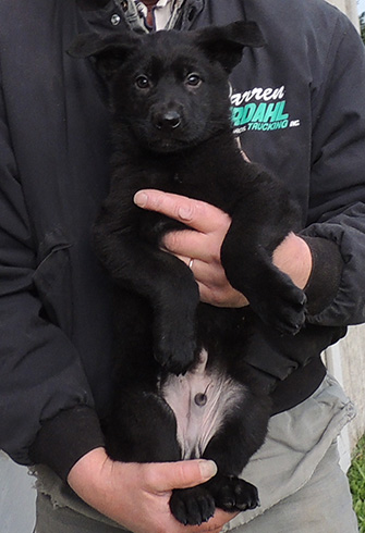 Bara Norbo DL Blk Male green collar 8 wks