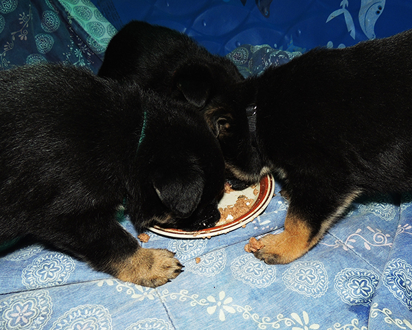 Bara Gerry F Litter 4 wks 1