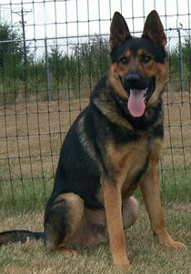 Bazza 17 mos_males