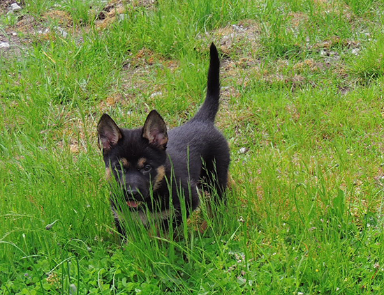 Aida camaro Pink collar female