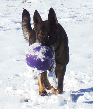 Biehla_Snow with ball