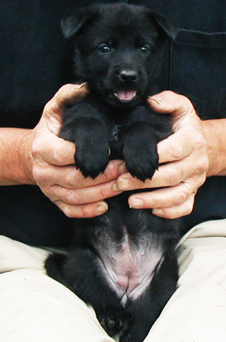 Biehla Ajax black female 5 wks