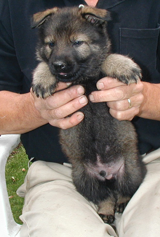 Biehla Ajax Lime collar male 5 wks