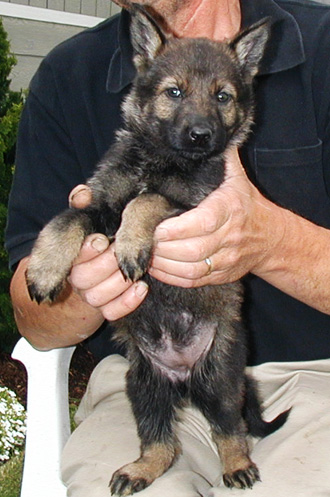 Biehla Ajax pink collar sable female 5 wks