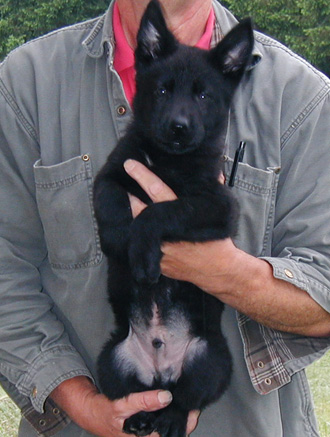 Biehla Ajax black male turqoise collar 8.5wks