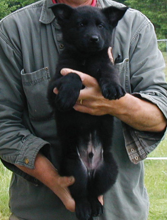 Biehla x Ajax Royal blue male Xe Ares 8.5wks