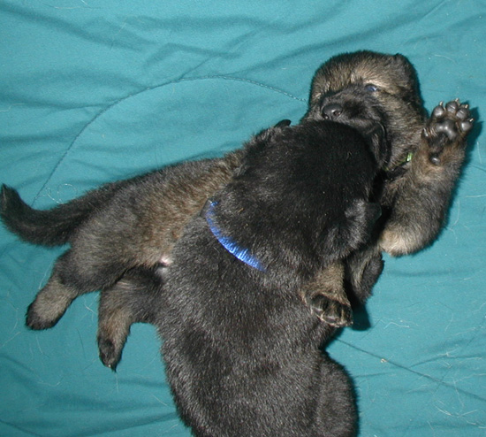 Biehla x Ajax males 3 wks