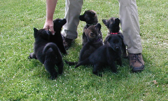 Biehla Ajax pups 5 wks2