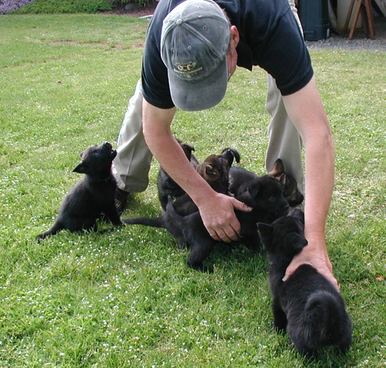 Biehla Ajax pups 5 wks 2