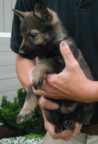 Biehla Ajax purple collar female 5 wks