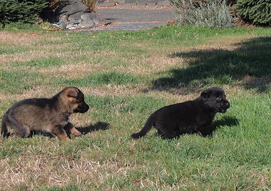 Biehla Gerry Pups with Trina 4 wks 2 days 3