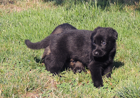 Biehla Gerry Pups w Trina 4wks2days 2