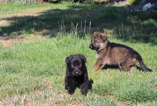 Biehla Gerry Pups with Trina 4 wks 2 days old3