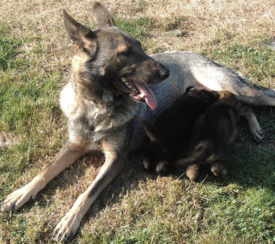 Biehla gerry Pups w Trina 4 wks 2 days old