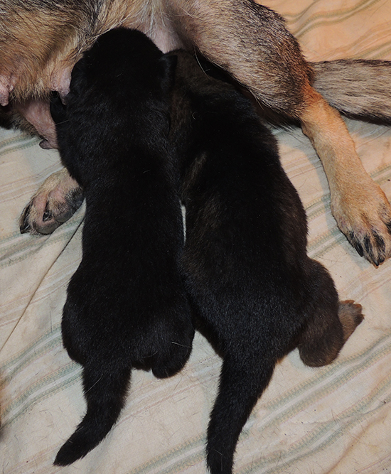 Biehla Gerry pups with Trina 18 days old