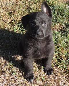 Biehla Gerry male 6.5 wks 1