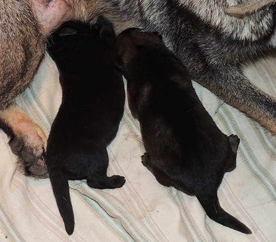 Biehla Gerry I Litter 6 days 2